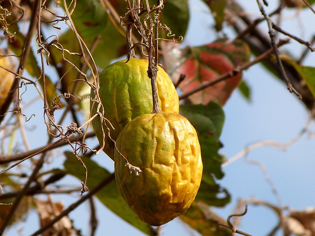 しなびちゃった、キカラスウリ