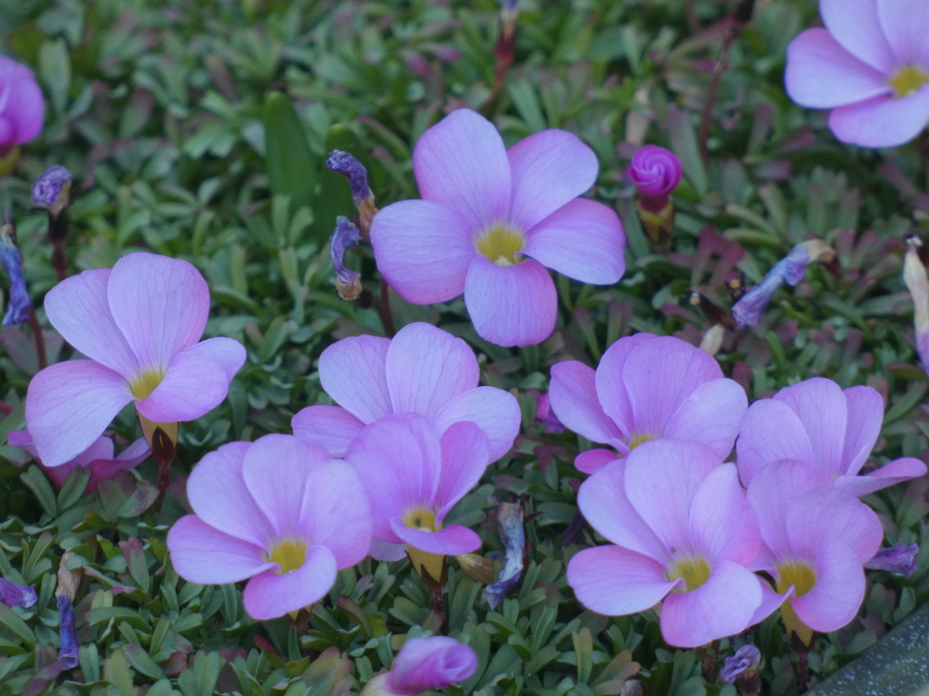 オキザリス・ハッピネス