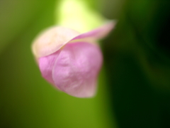 近くにキタキチョウがいんげんの花蕾の色