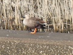 隅田川のカルガモ