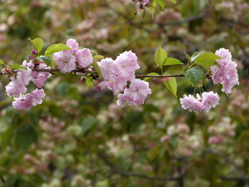 隅田公園の紅時雨桜