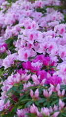 街路のヒラドツツジの満開