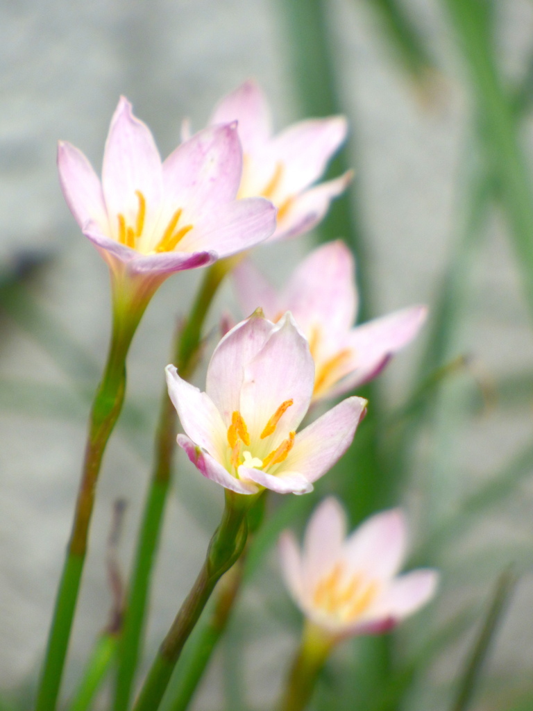 ゼフィランサス