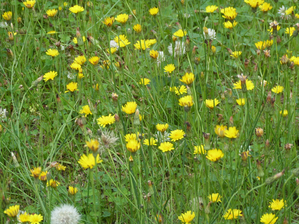 阿蘇外輪周回の途中にブタナタンポポ