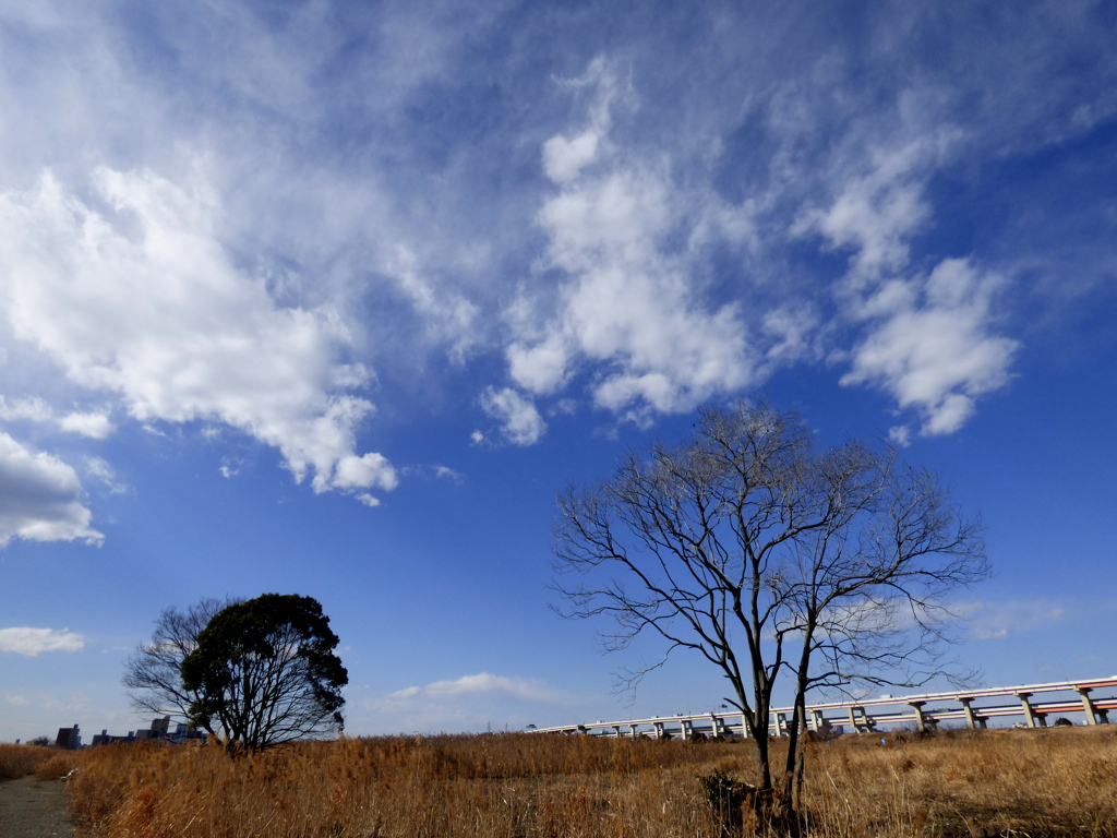 冬の荒川河原の雲