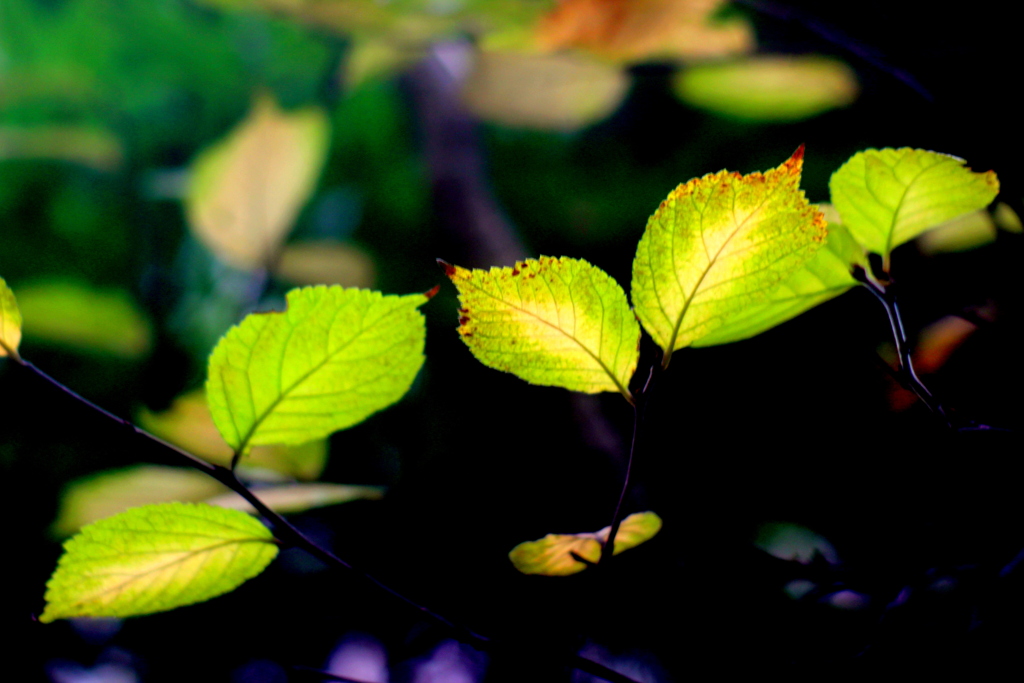 ゆすら梅の葉っぱの紅葉