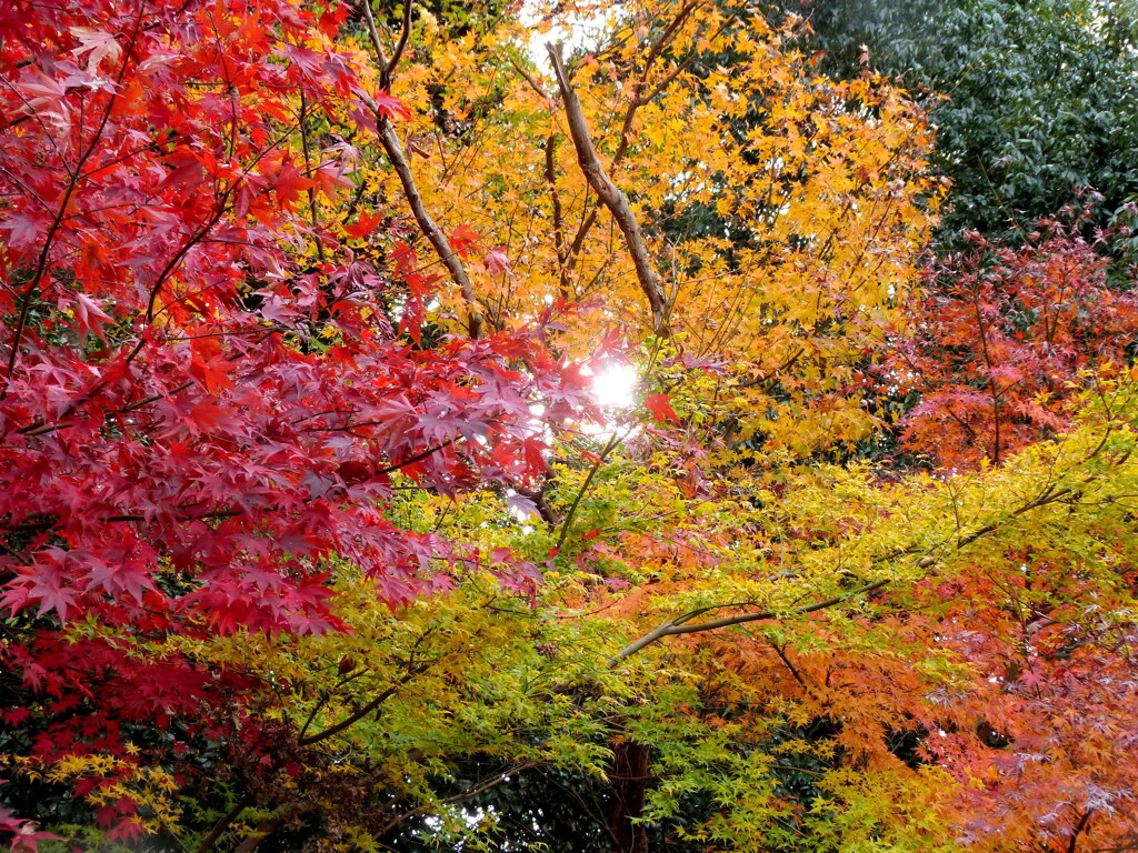 安行の紅葉園