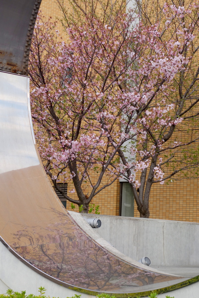 お化け煙突を輪切りにした記念奥に咲く桜は仙台屋桜