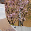 お化け煙突を輪切りにした記念奥に咲く桜は仙台屋桜