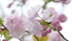 咲きだしは松月に少し似る里ザクラの福禄寿