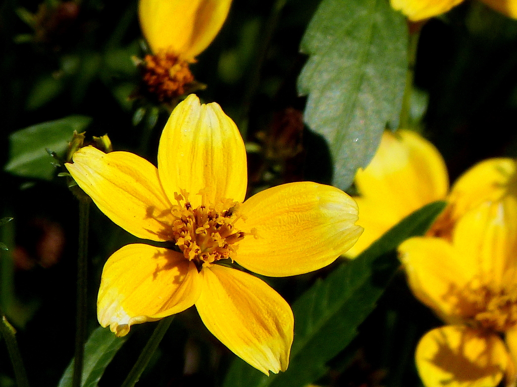 ウインターコスモス