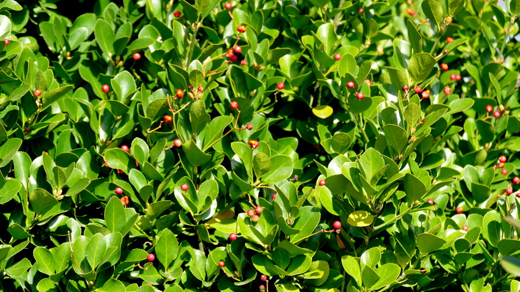 隅田が沿いの公園の正木