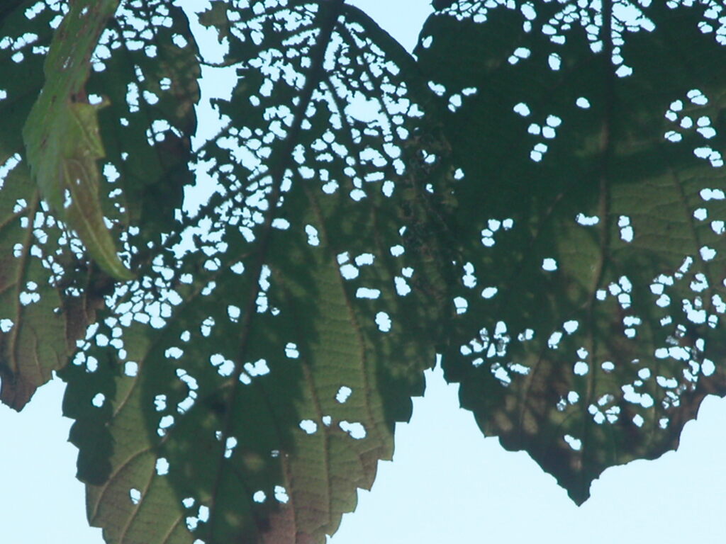 桜の葉っぱの虫のコラージュ