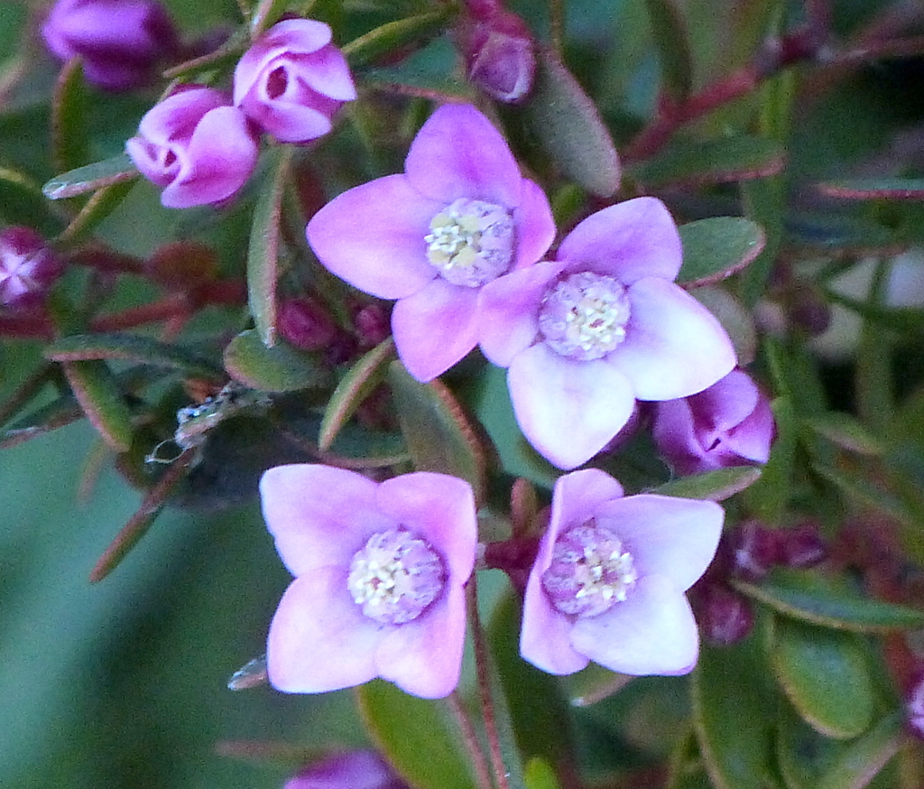 雛そう