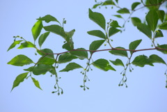 青空のエゴの木