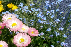 陽光を浴びるチロリアンデージーと勿忘草にクリサンセマム