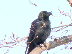 舎人公園のハンノキにとまるハシブトガラス