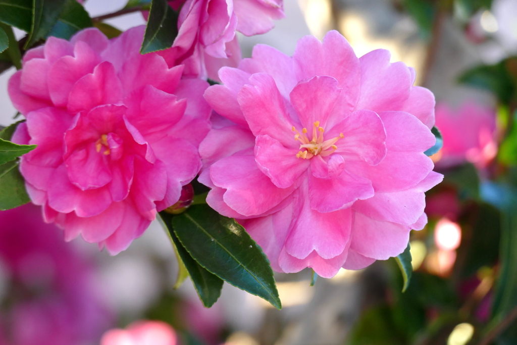 西日バックに乙女山茶花