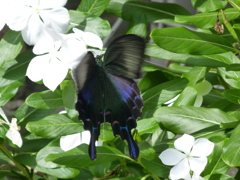 カラスアゲハの七変化