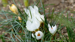 白いくろっかす