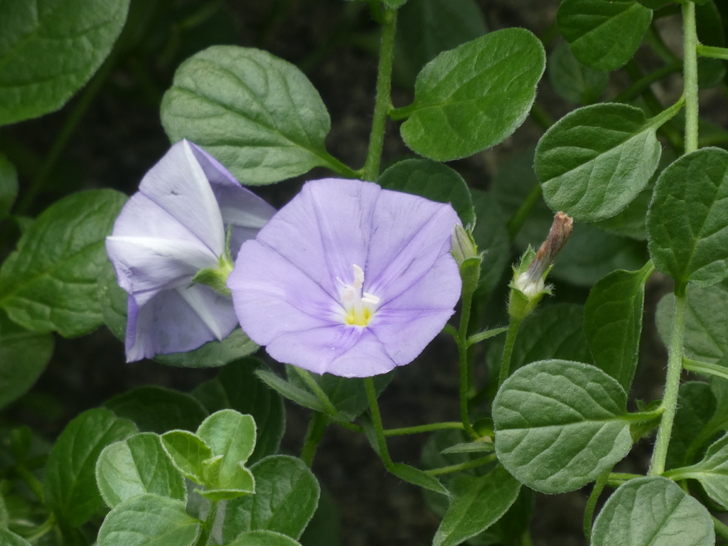 コンボルブルス・サバテイーニ