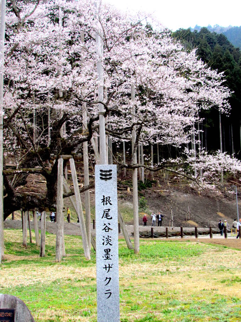 満開の幸運