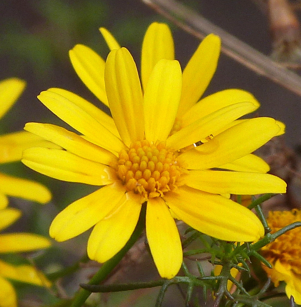 ユリオプスデージー