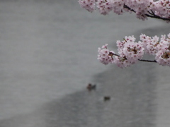 深川運河の桜と