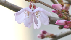 こひがんざくら