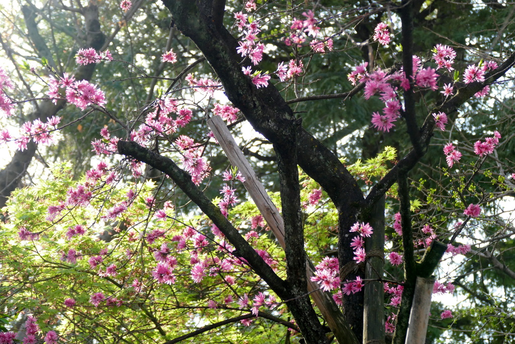 荒川区児童遊園の関山桜