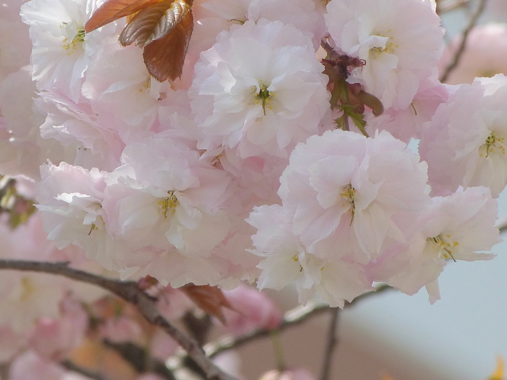 荒川堤ノの普賢象桜