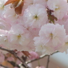 荒川堤ノの普賢象桜