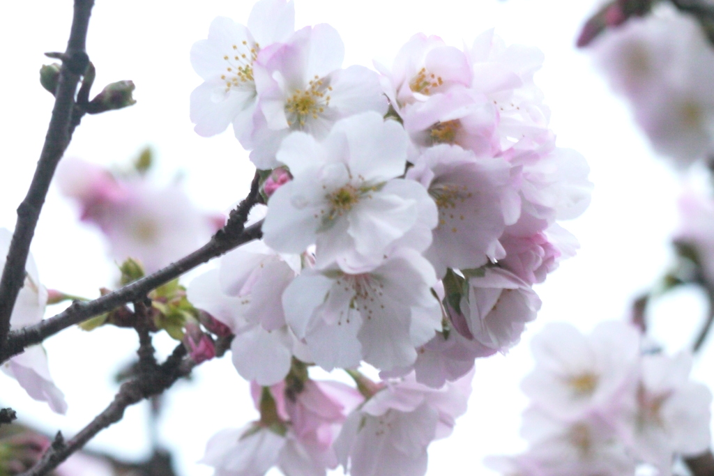 千住桜木公園の夕方の高砂桜