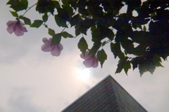 ムクゲと雲間の太陽