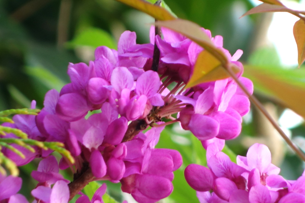 ゆっくりと開くハナズオウの花