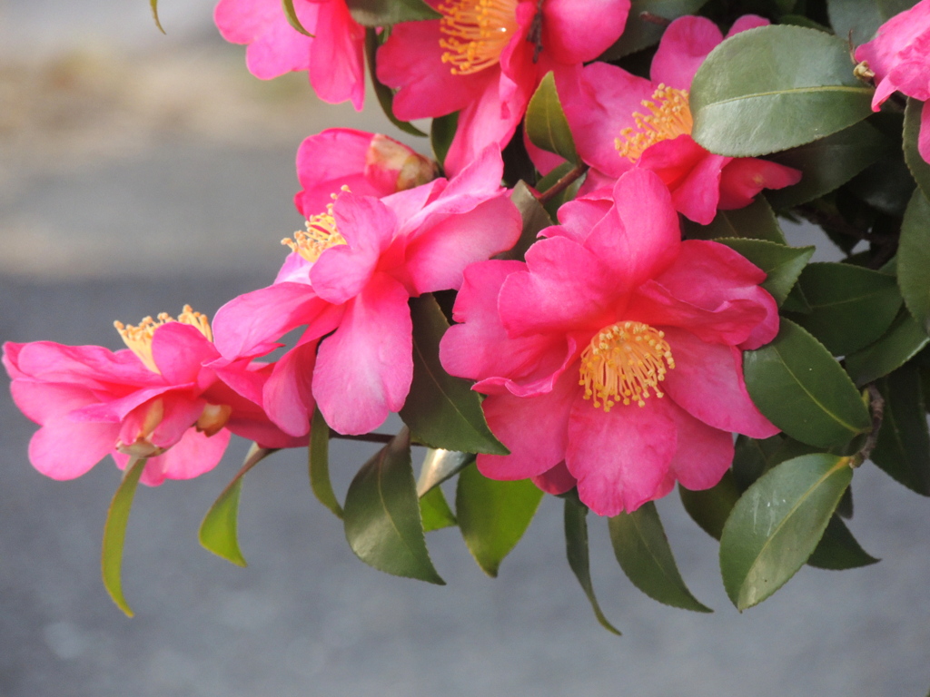木の下から咲いている山茶花