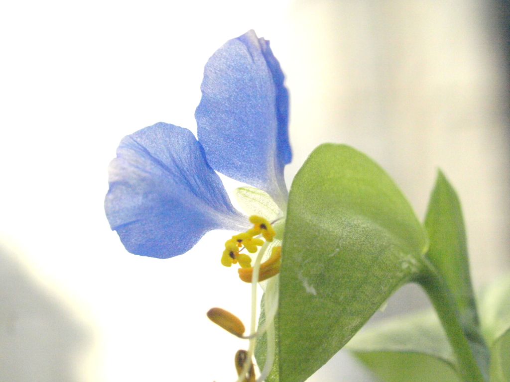 水色のつゆ草の蕊