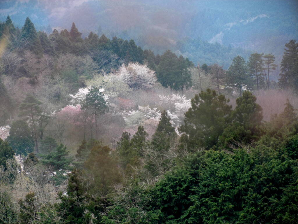 静岡の東名高速のインターで、山桜と思われる