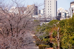 荒川自然公園から愛染川通りの高架を走る京成スカイライナー