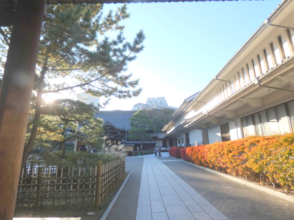 泉岳寺境内の右から満天星つつじが西日を受けて紅葉して