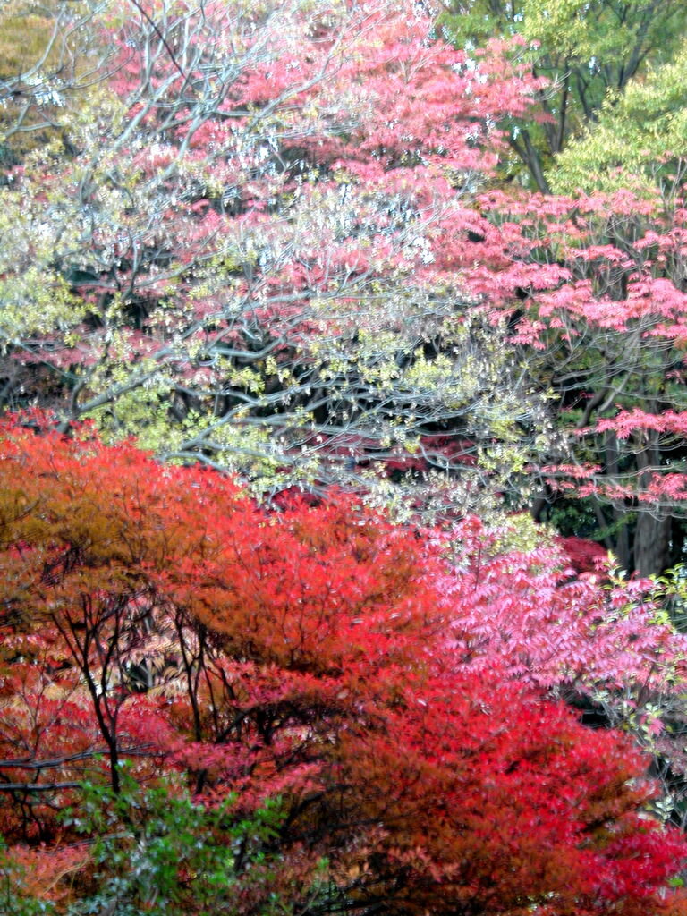 六義園の木々のマッチングの風景