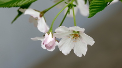 これ里ザクラです