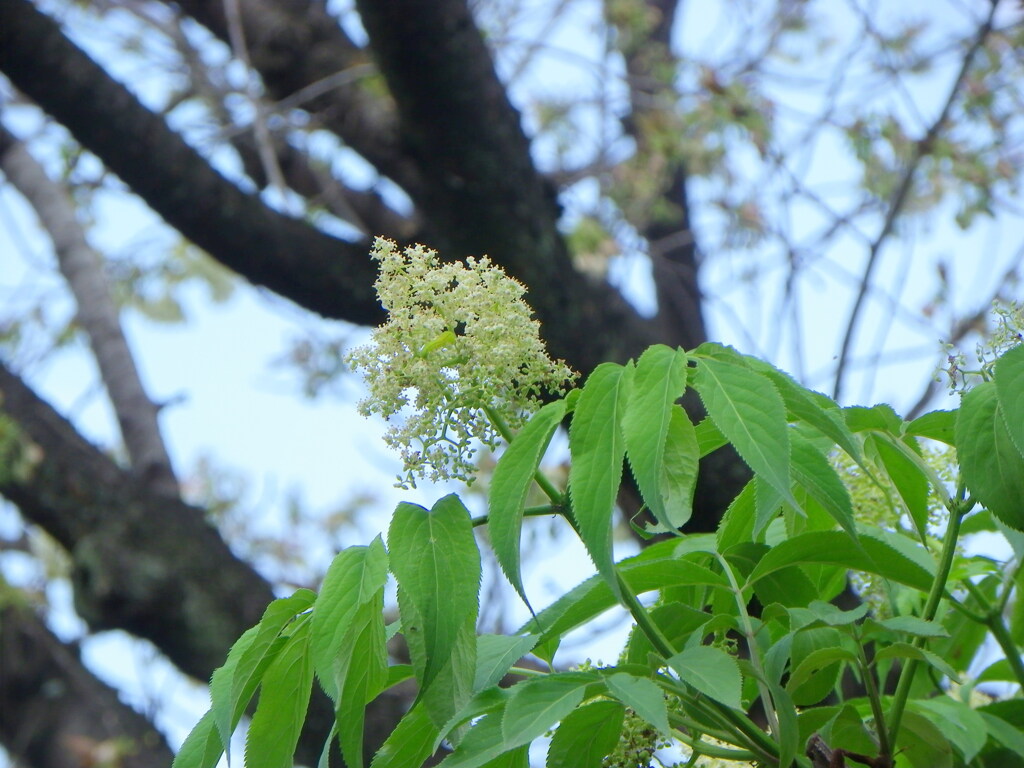 柳原千草園の二ワトコ