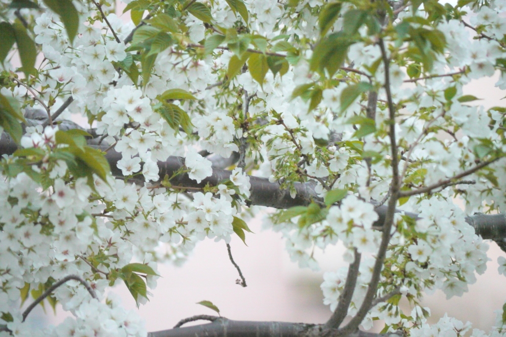 千住桜木公園の夕方の大島桜