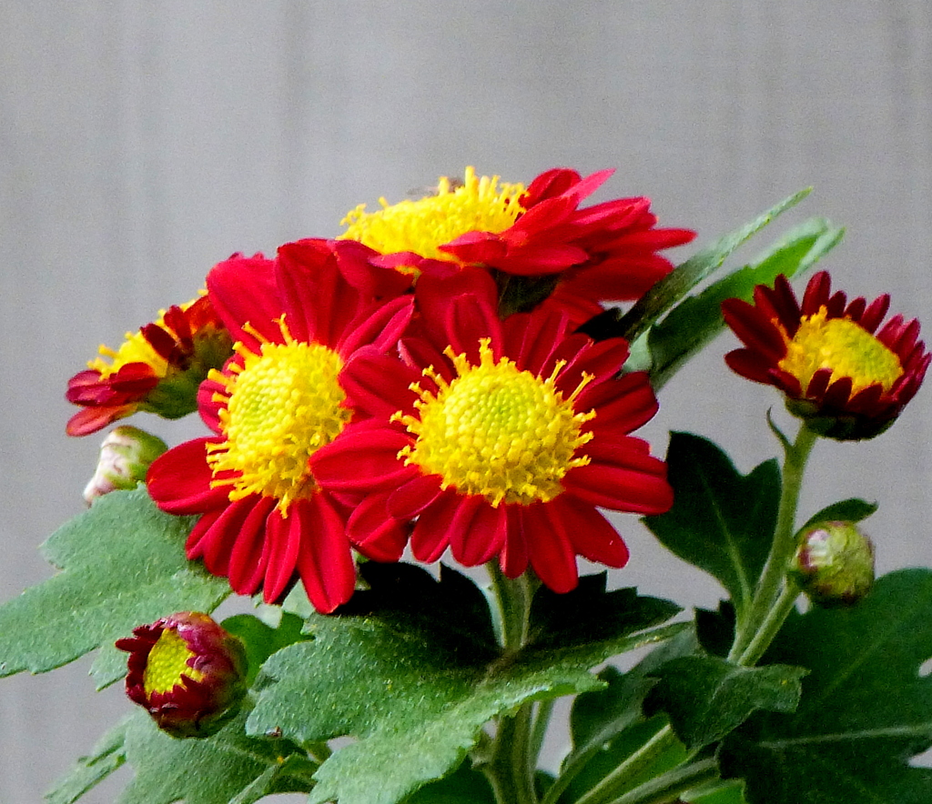 真っ赤なスプレーマム