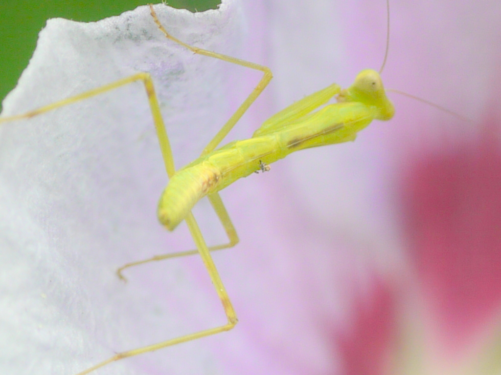 ハラビロカマキリ