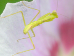 ハラビロカマキリ