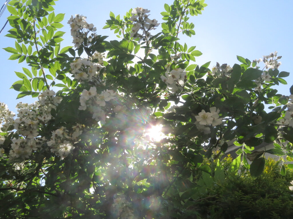 逆光線の野薔薇