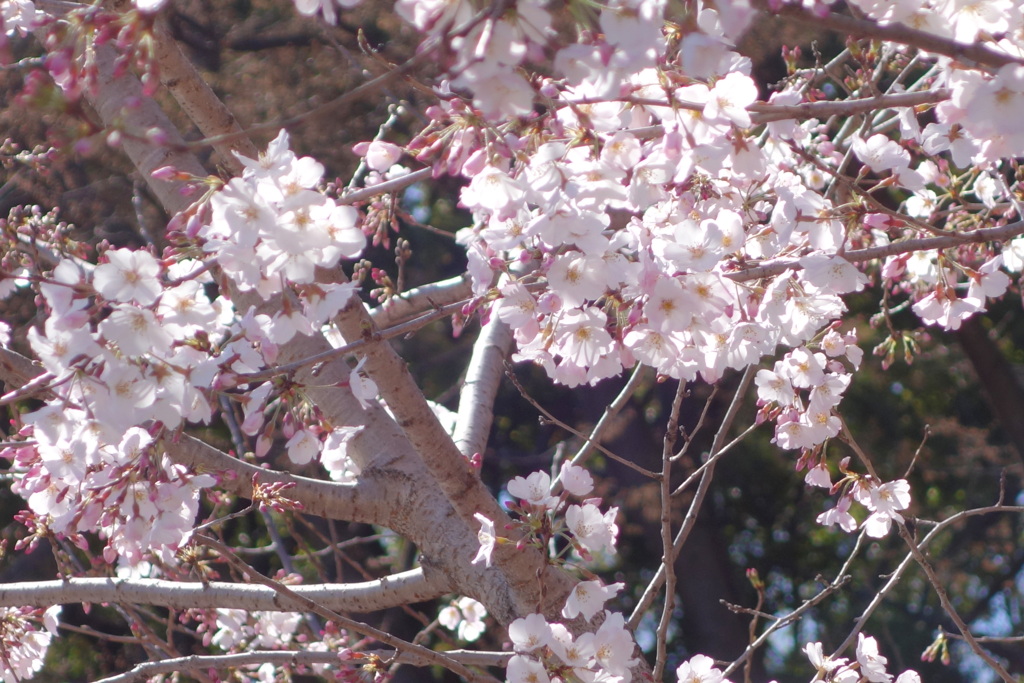 原木の近くに新たに植えられた小松乙女桜