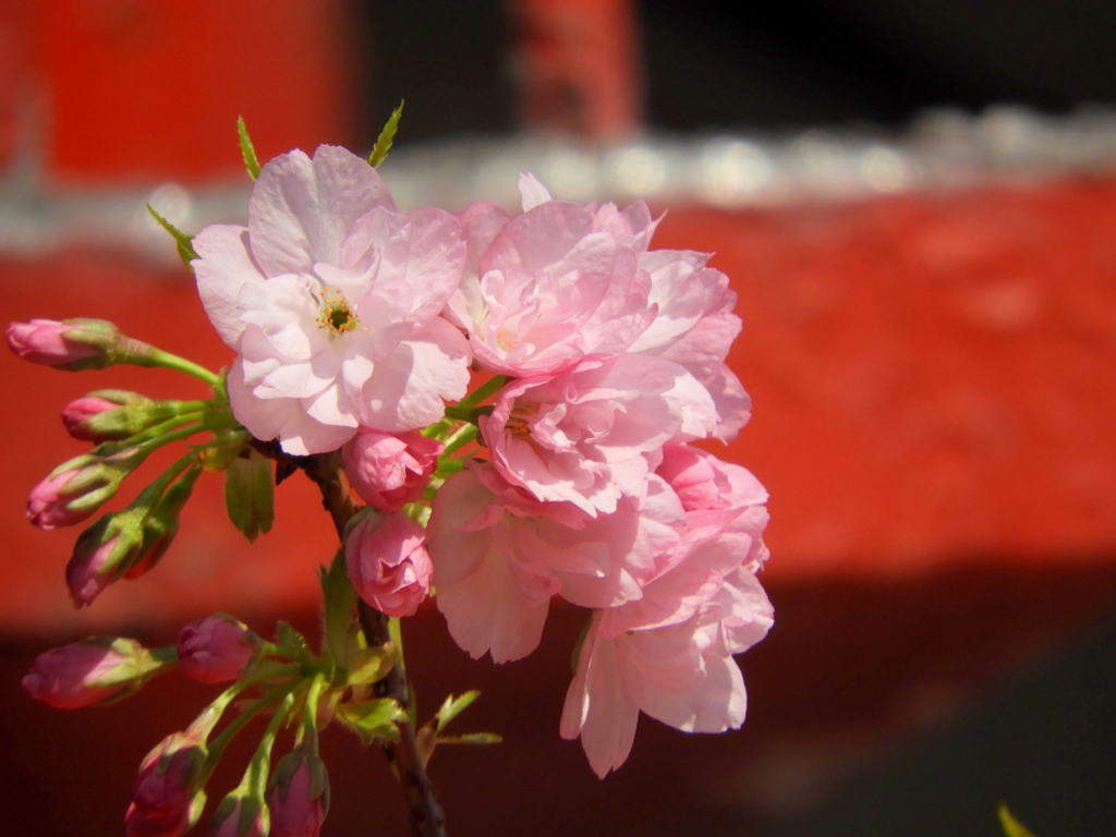 赤い自販機の上の盆栽旭山桜
